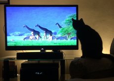 kot przed tv