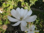 Kwiat magnolii gwieździstej